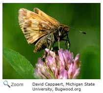 Peck's Skipper