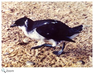 Peruvian Diving Petrel