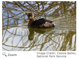 Pied-billed Grebe