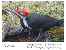 Pileated Woodpecker