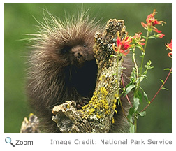 Porcupine