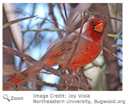 Pyrrhuloxia