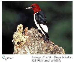 Red-headed Woodpecker