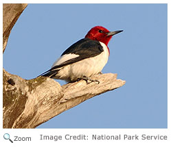 Red-headed Woodpecker