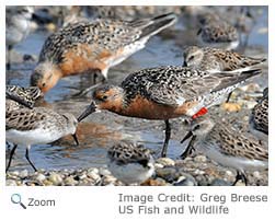 Red Knot