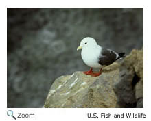 Red-legged Kittiwake