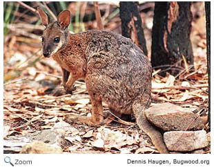 Red-necked pademelon