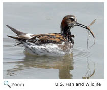 Red-necked Phalarope