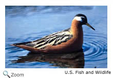 Red Phalarope