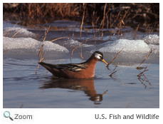 Red Phalarope