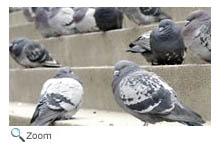 Rock Dove