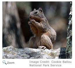 Rock Squirrel