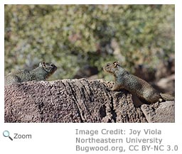 Rock Squirrel