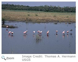 Roseate Spoonbill