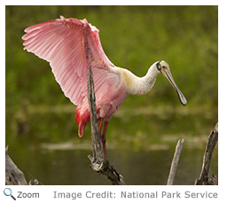 Roseate Spoonbill