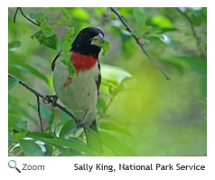 rose breasted grosbeak