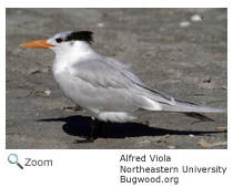 Royal Tern