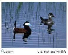 Ruddy Duck