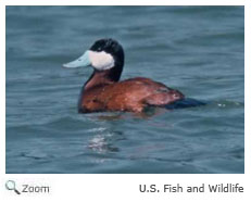 Ruddy Duck