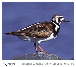 Ruddy Turnstone