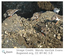 Ruddy Turnstone