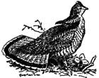 Ruffed grouse