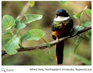 Rufous-tailed Jacamar