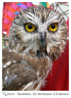 Northern Saw-whet Owl