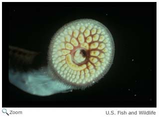 Sea Lamprey