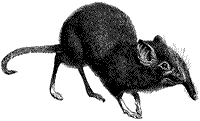 shrew