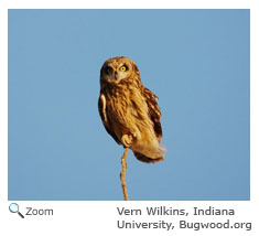 Short-eared owl