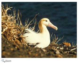 albatross