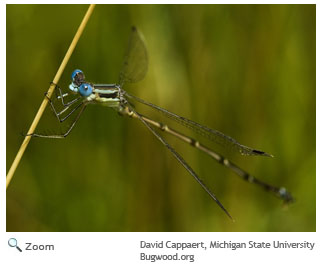 Slender Spreadwing