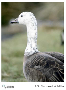 Snow Goose