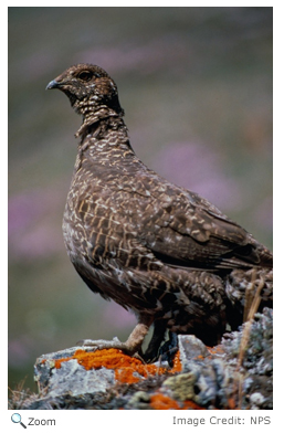 sooty Grouse