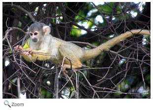 Squirrel Monkey