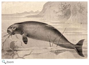 Steller's Sea Cow