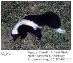 Striped Skunk