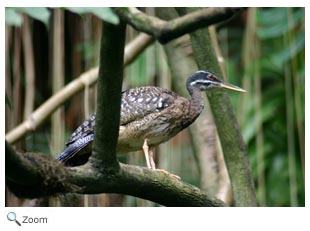 Sunbittern 