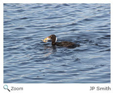 Surf Scoter