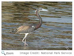 Tricolored Heron