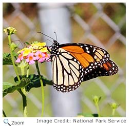 Viceroy Butterfly