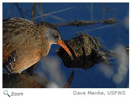 Virginia rail