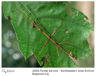 Northern Walking Stick