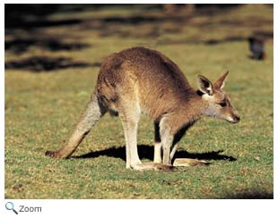 Wallaby