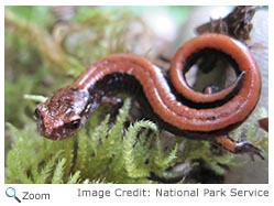 Western red-backed salamander