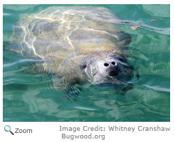 West Indian manatee