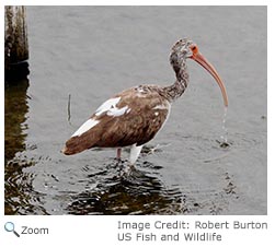 White Ibis