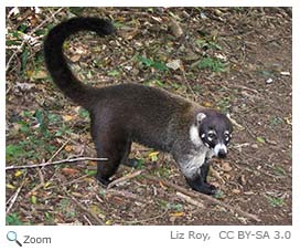 White-nosed Coati