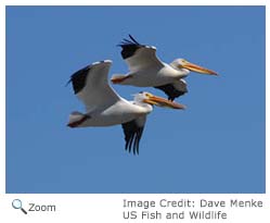 White Pelican